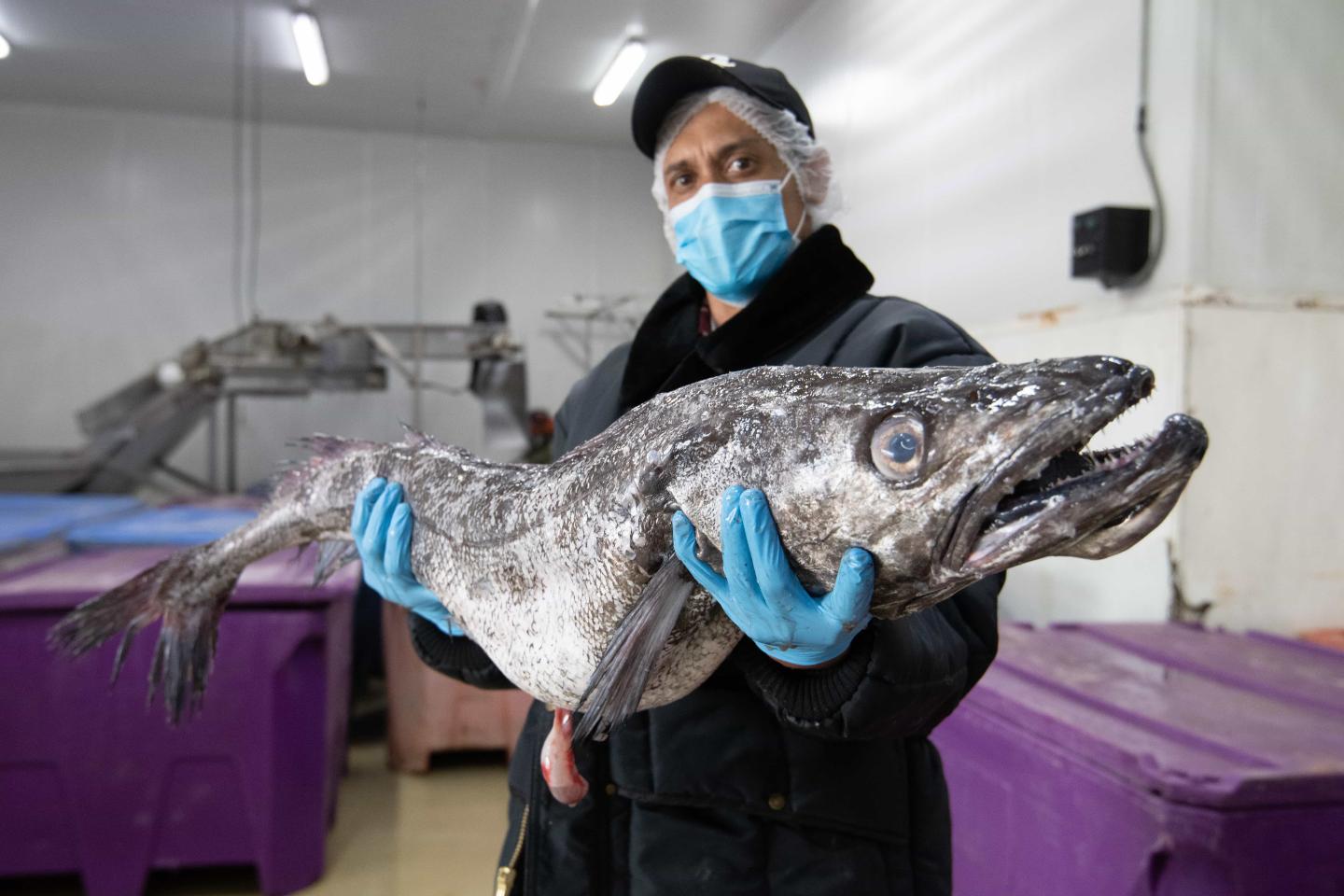 A man wearing a mask and gloves holding a very large fish