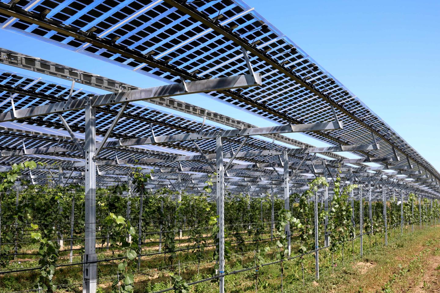 Solar panels over a vineyard