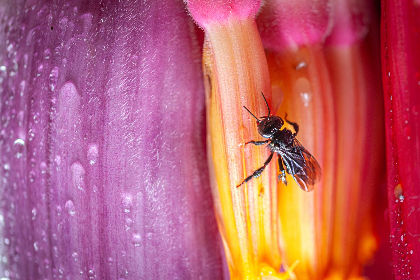 A small bee crawling on a colorful flower