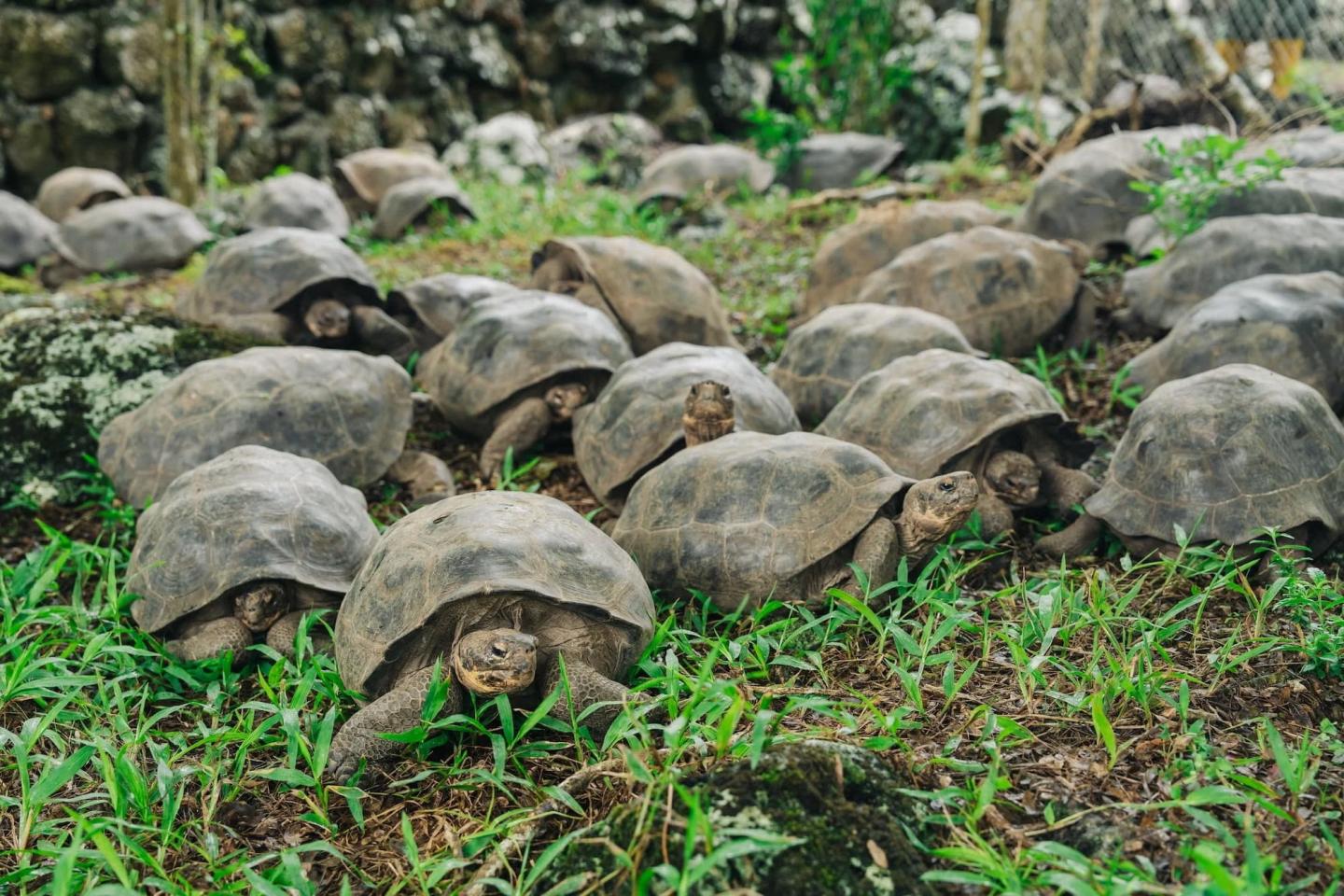 Just a bunch of giant tortoises walking in a green grassy field