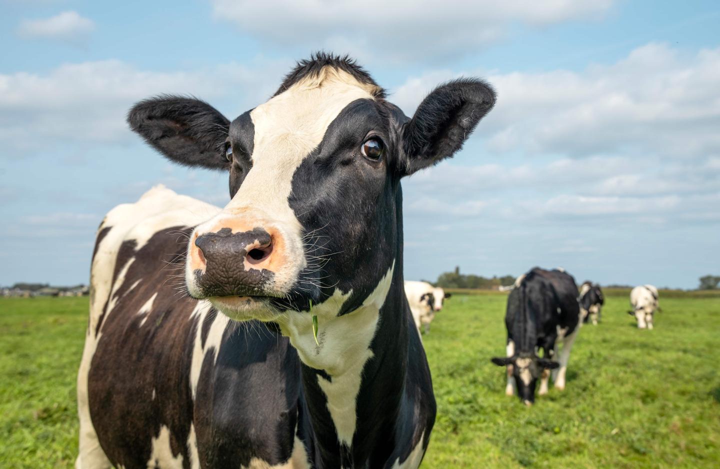 Cows standing in a green field and one cow directly in the frame