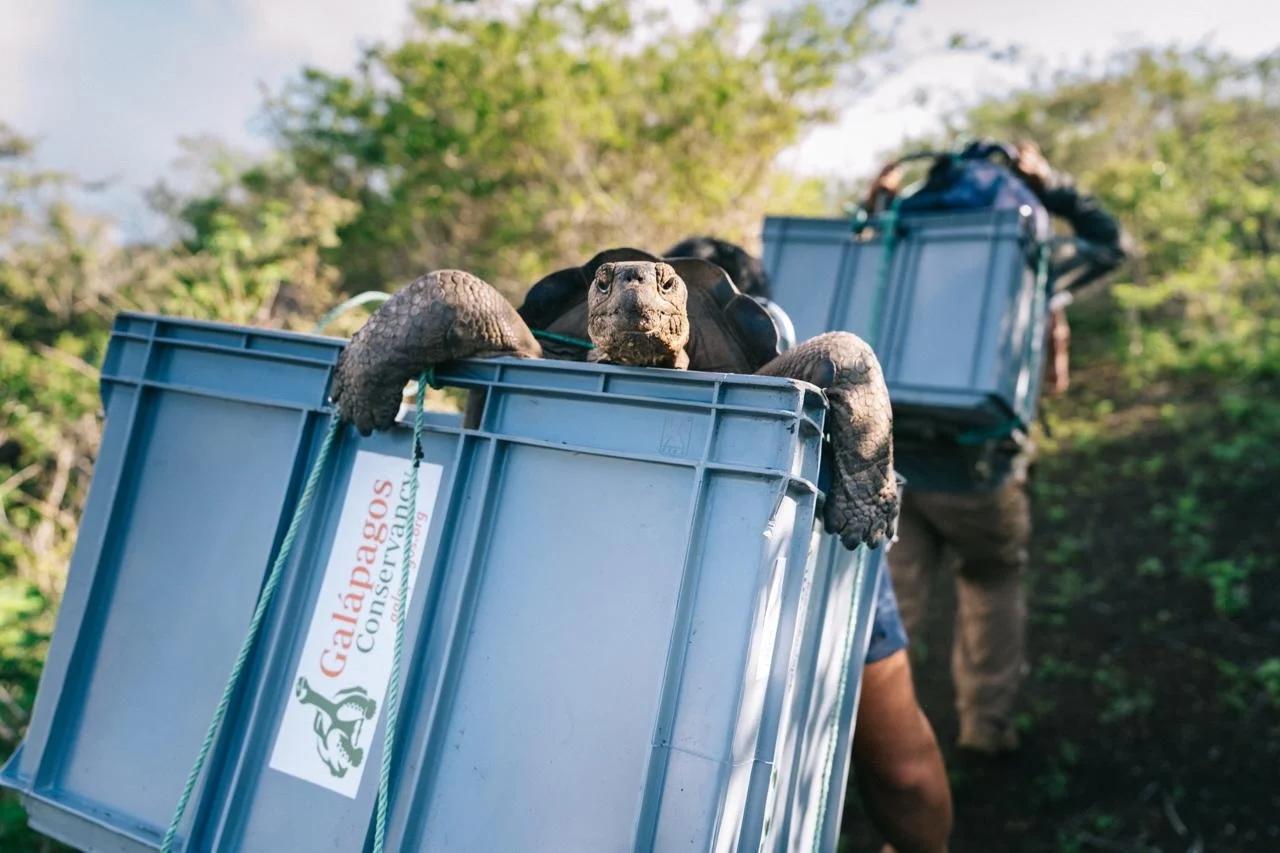 A giant tortoise poking its head out of a rubber bin