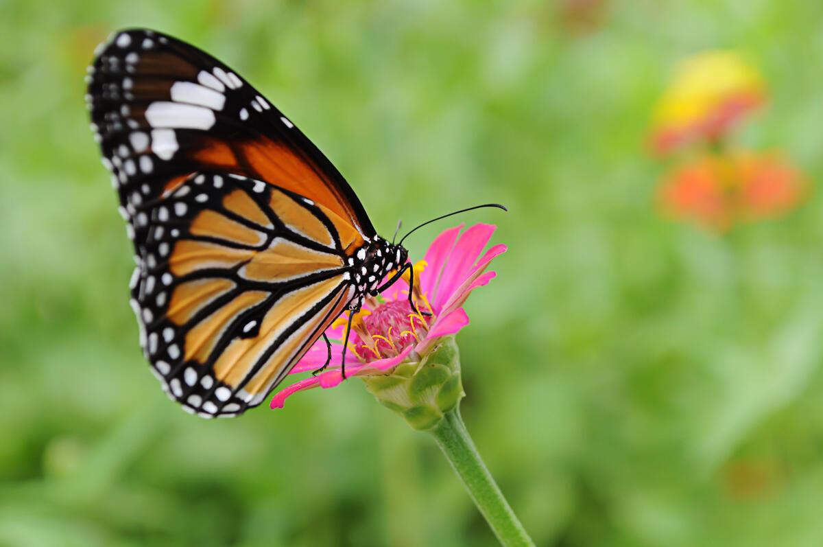 A monarch butterfly on a pink flower
