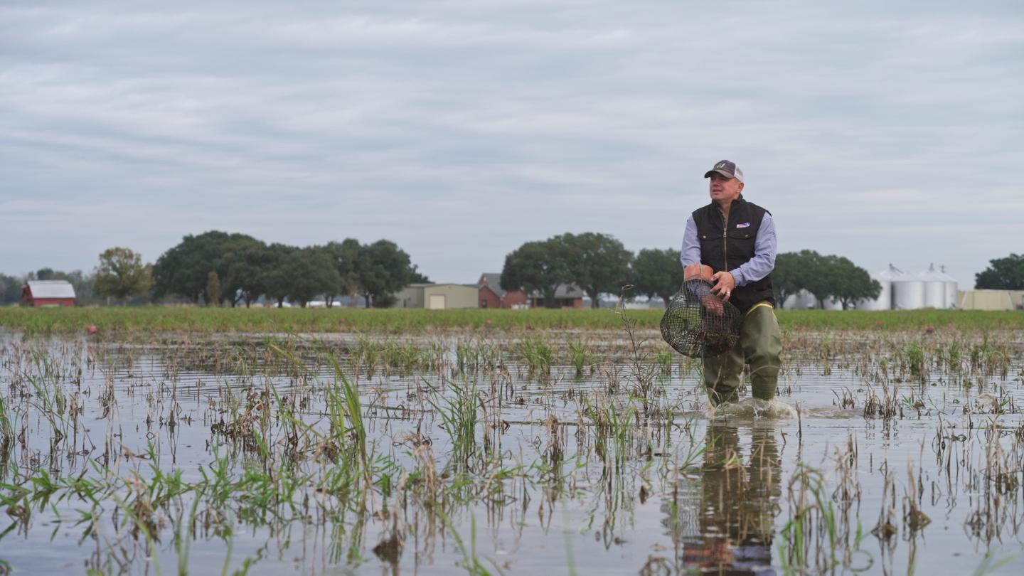 Michael Frugé in waders standing in a field of water 