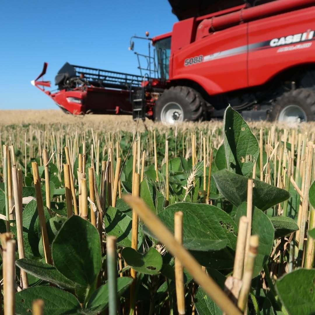 A low-angle shot of small shoots of crops sticking out of the ground with a tractor in the background