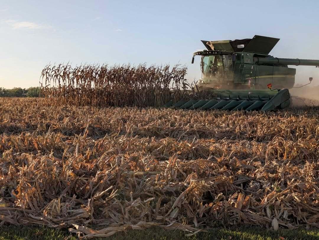 A thresher goes through a field 