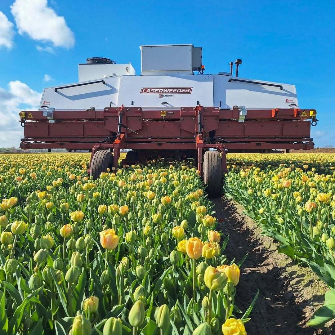 The LaserWeeder robot in a field of yellow tulips