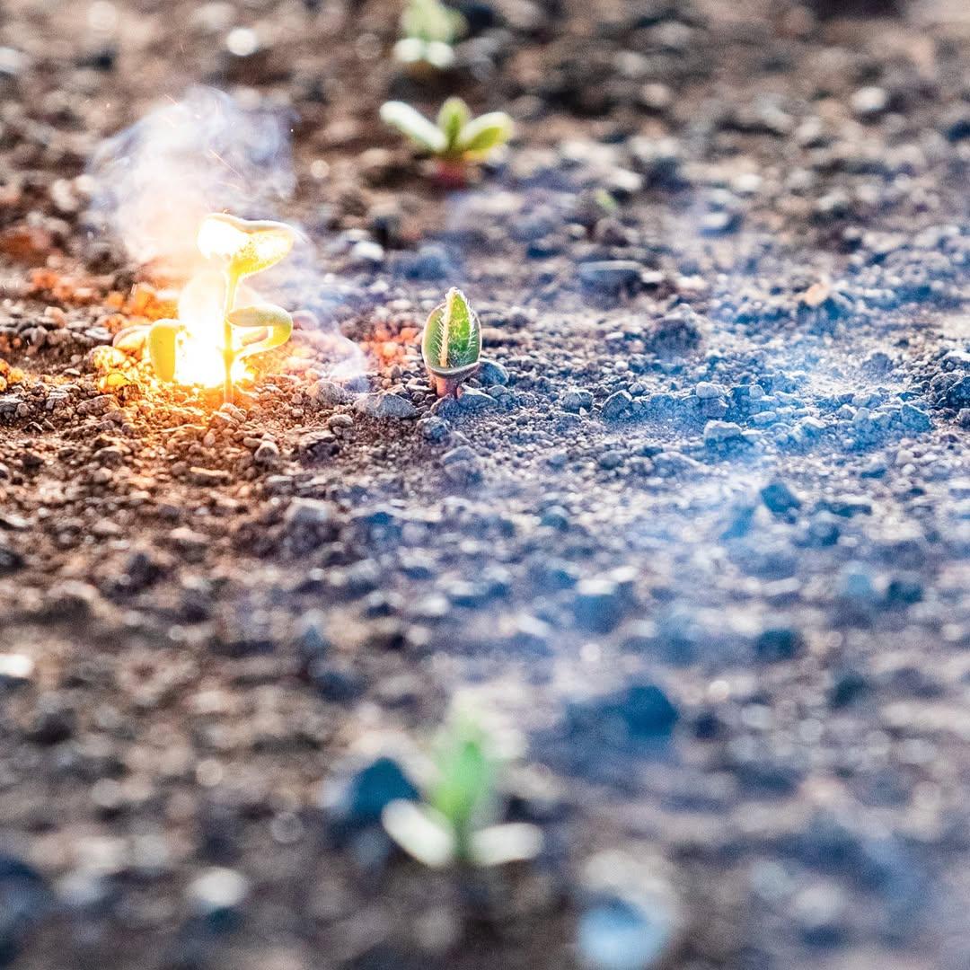 A small flame bursts from the ground as a laser incinerates a weed