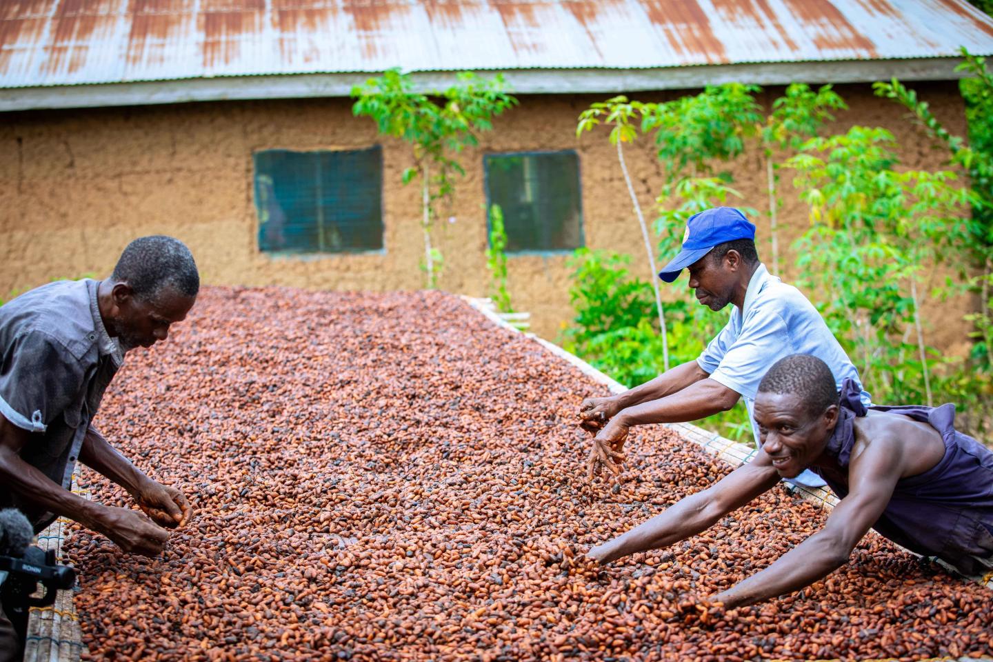Three men sorting through cocoa beans