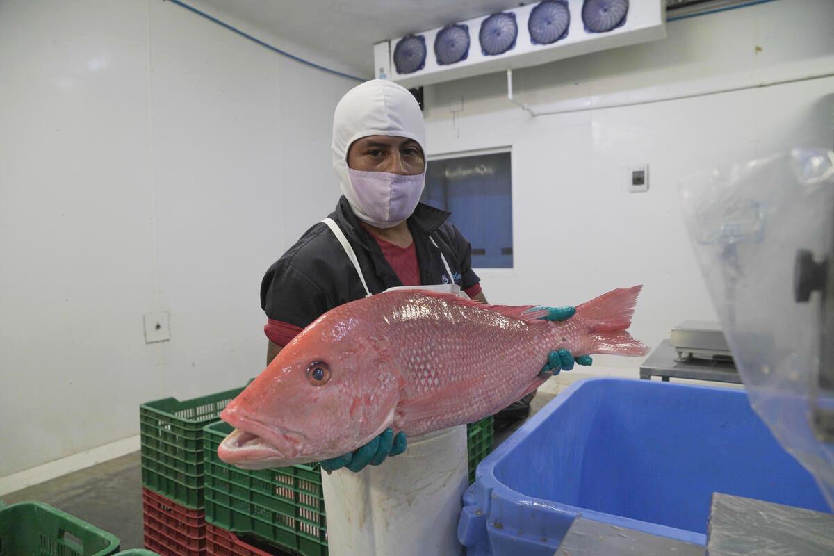 A fisher holding up a red snapper inside a processing area