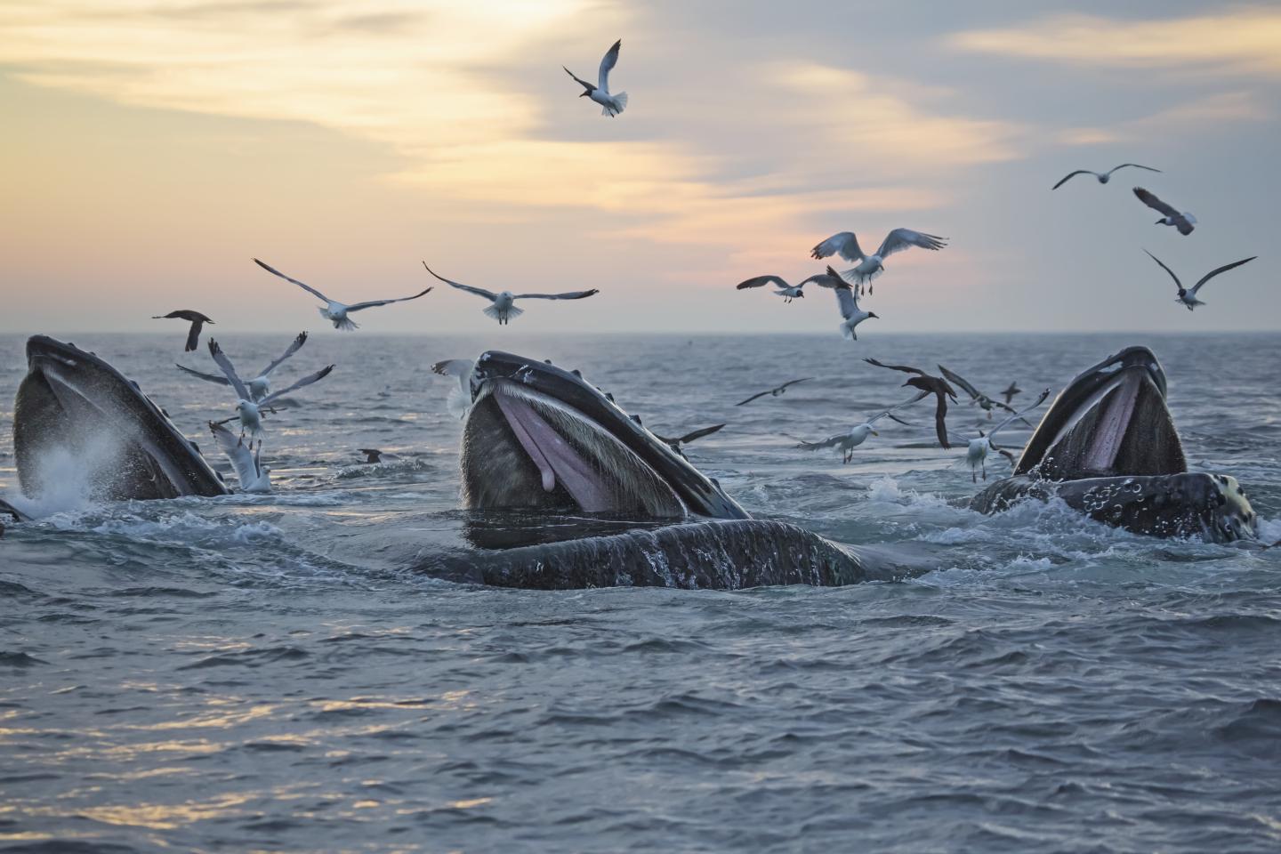 A bunch of humpback whales surfacing to eat with birds diving down in between them