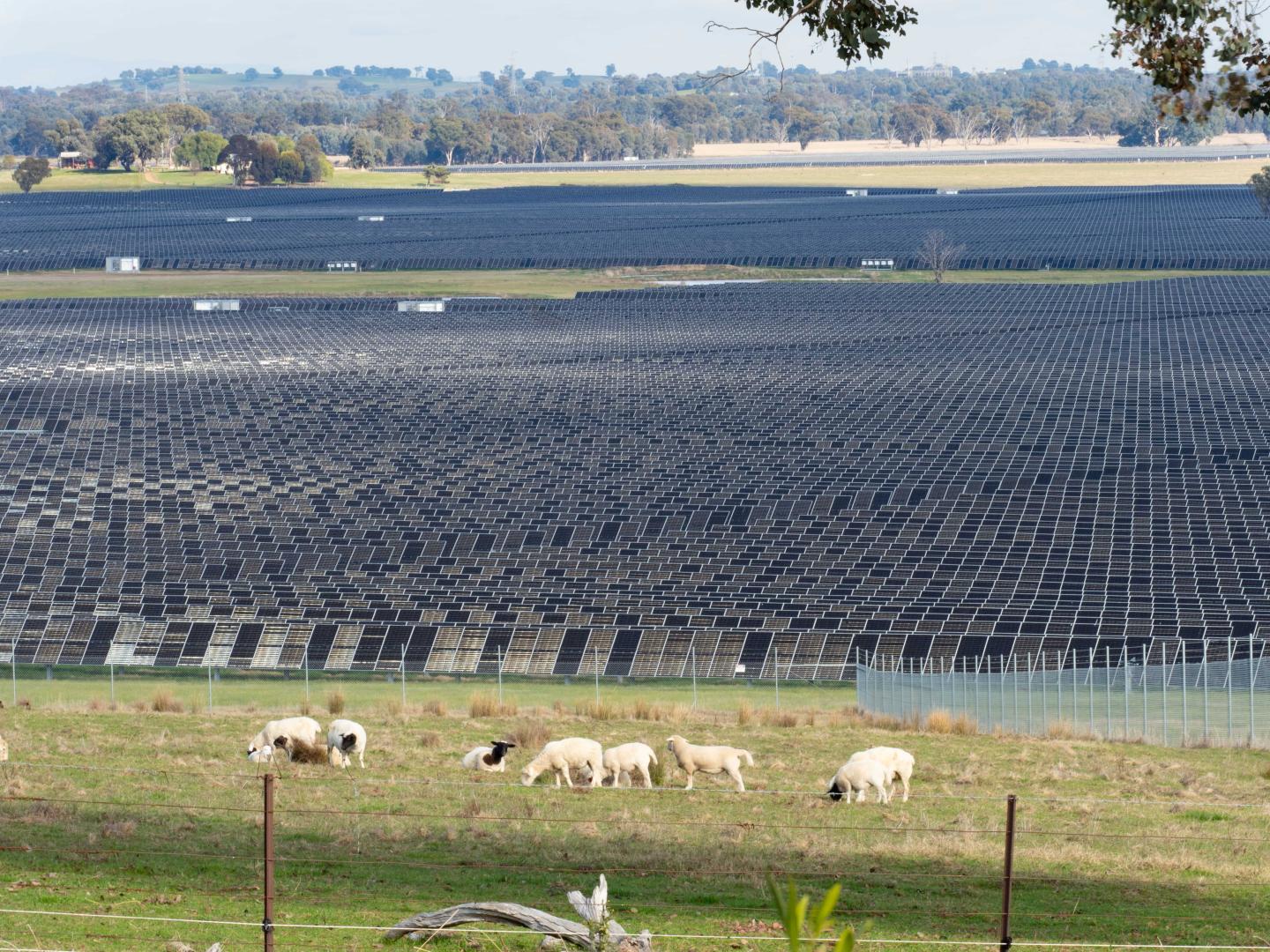 Sheep in a field in front of a large array of solar panels