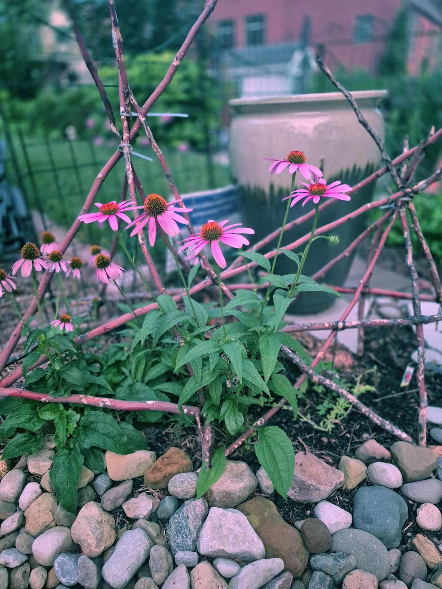 Purple coneflowers in a garden