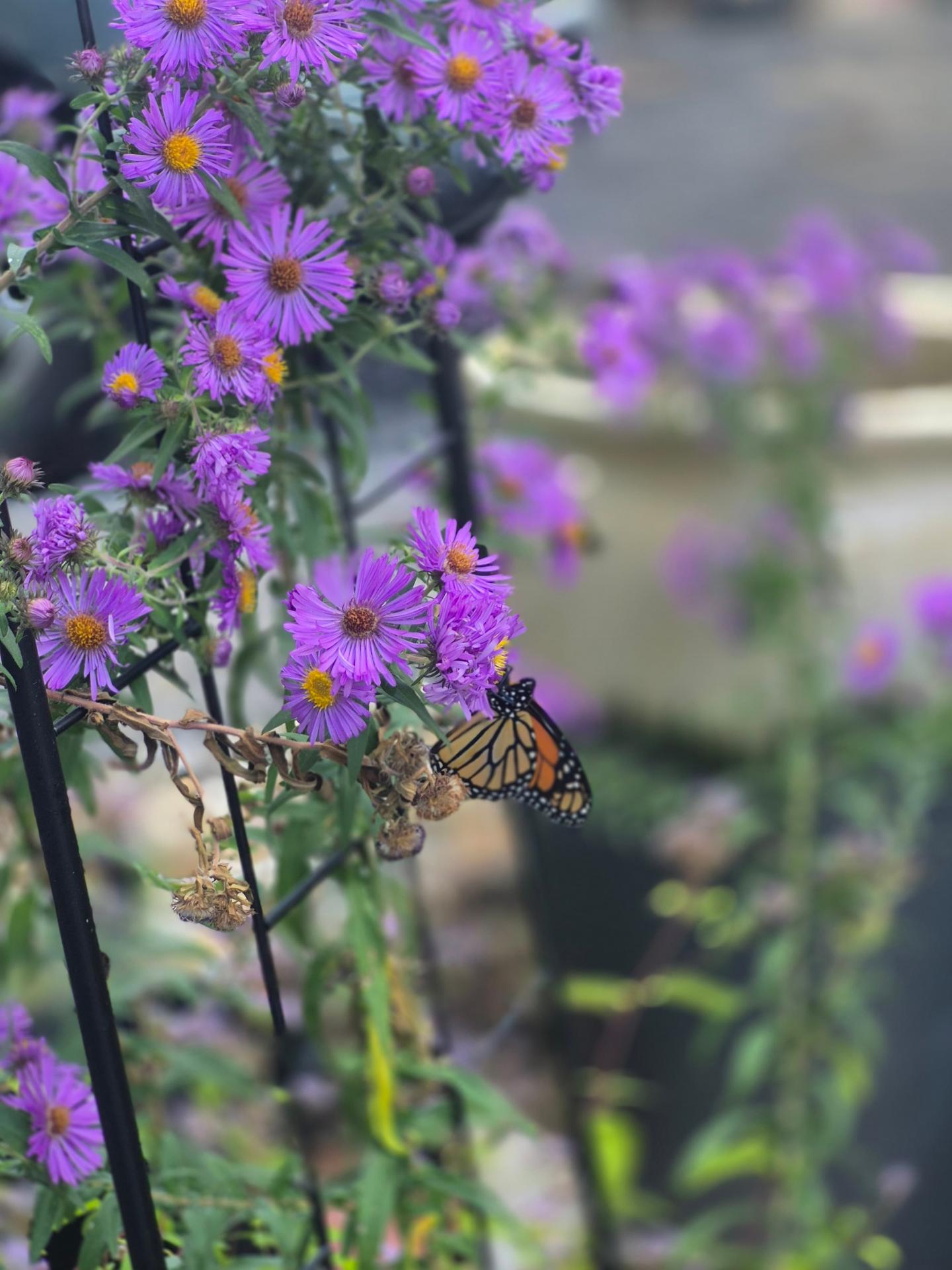 A monarch butterfly landing on a purple flower