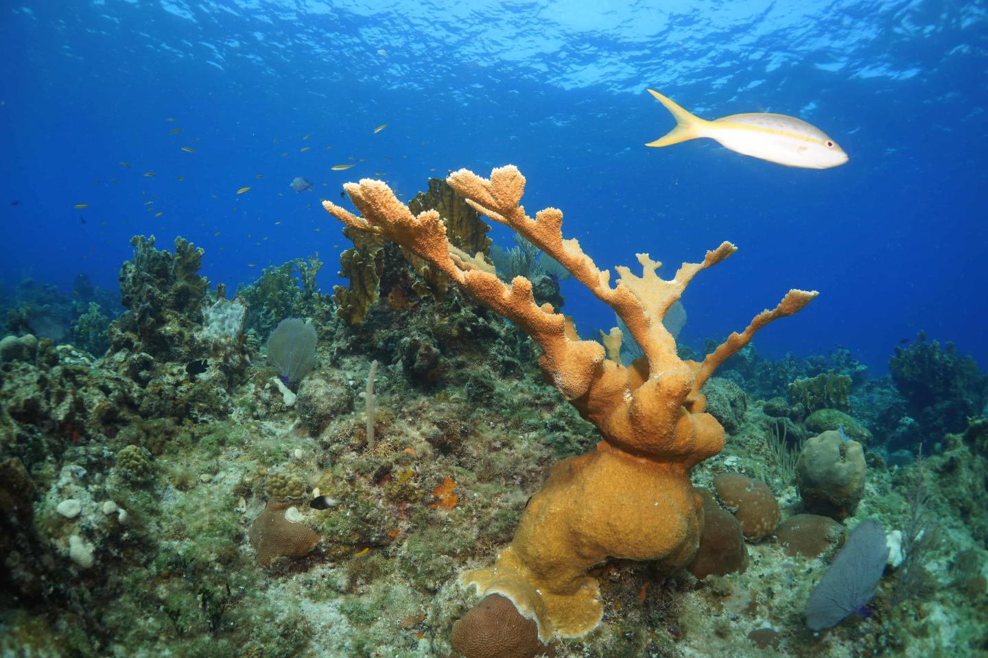 Fish swimming in a coral reef