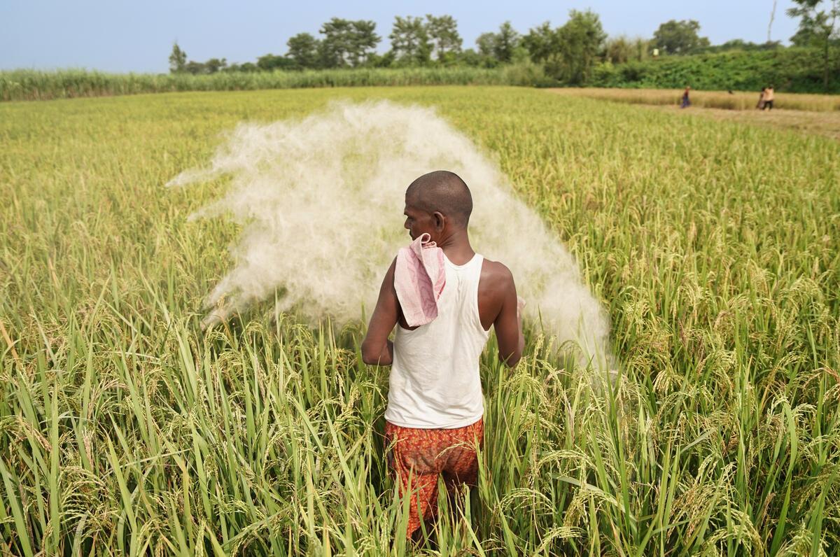 A farmer throwing a handful of white powdery fertilizer on his paddy field