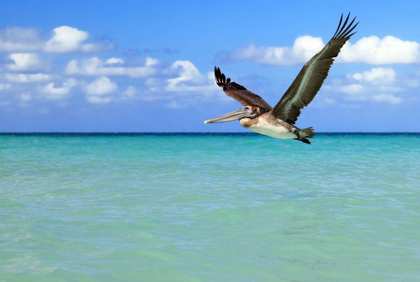 A brown pelican flying over blue Caribbean waters