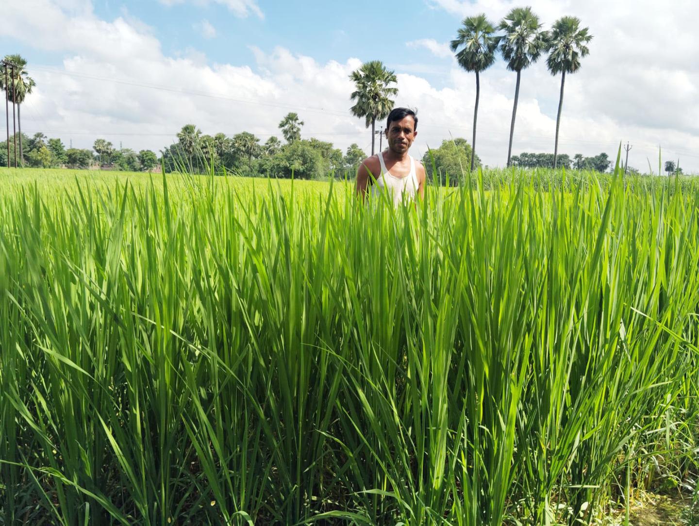 Manoj Kumar Kushwaha standing in tall grass