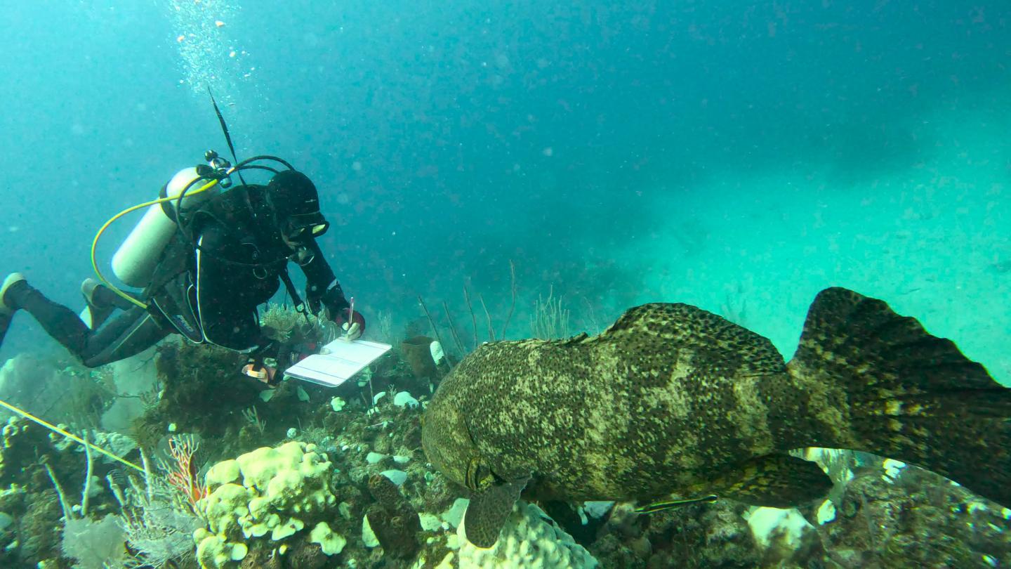 A researcher underwater taking notes while a large fish swims nearby