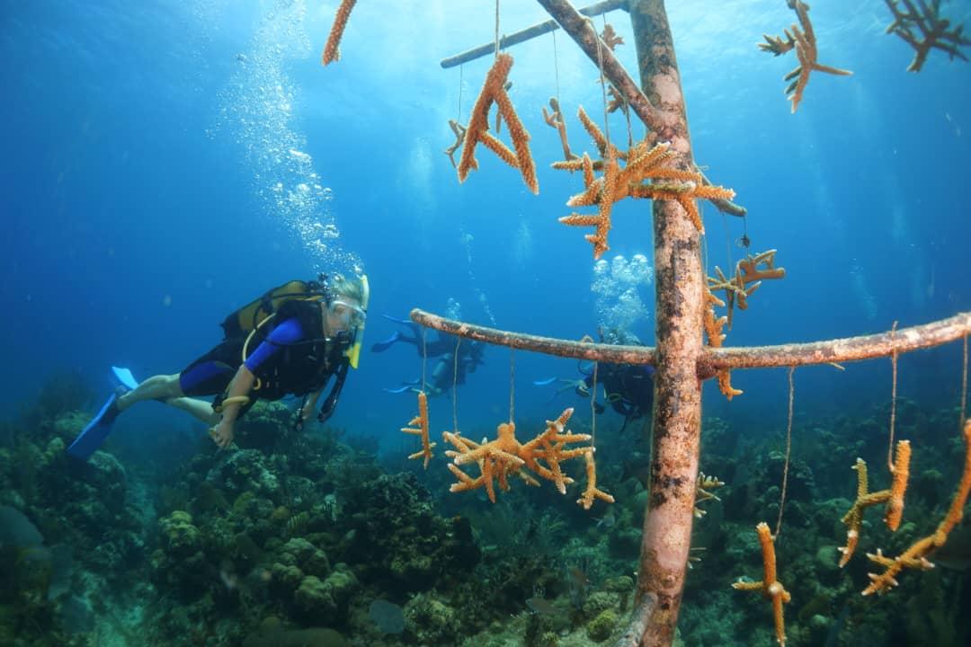 A diver swimming near coral