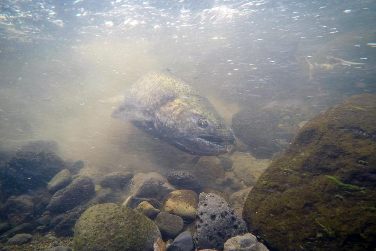 An underwater shot of a chinook salmon swimming 