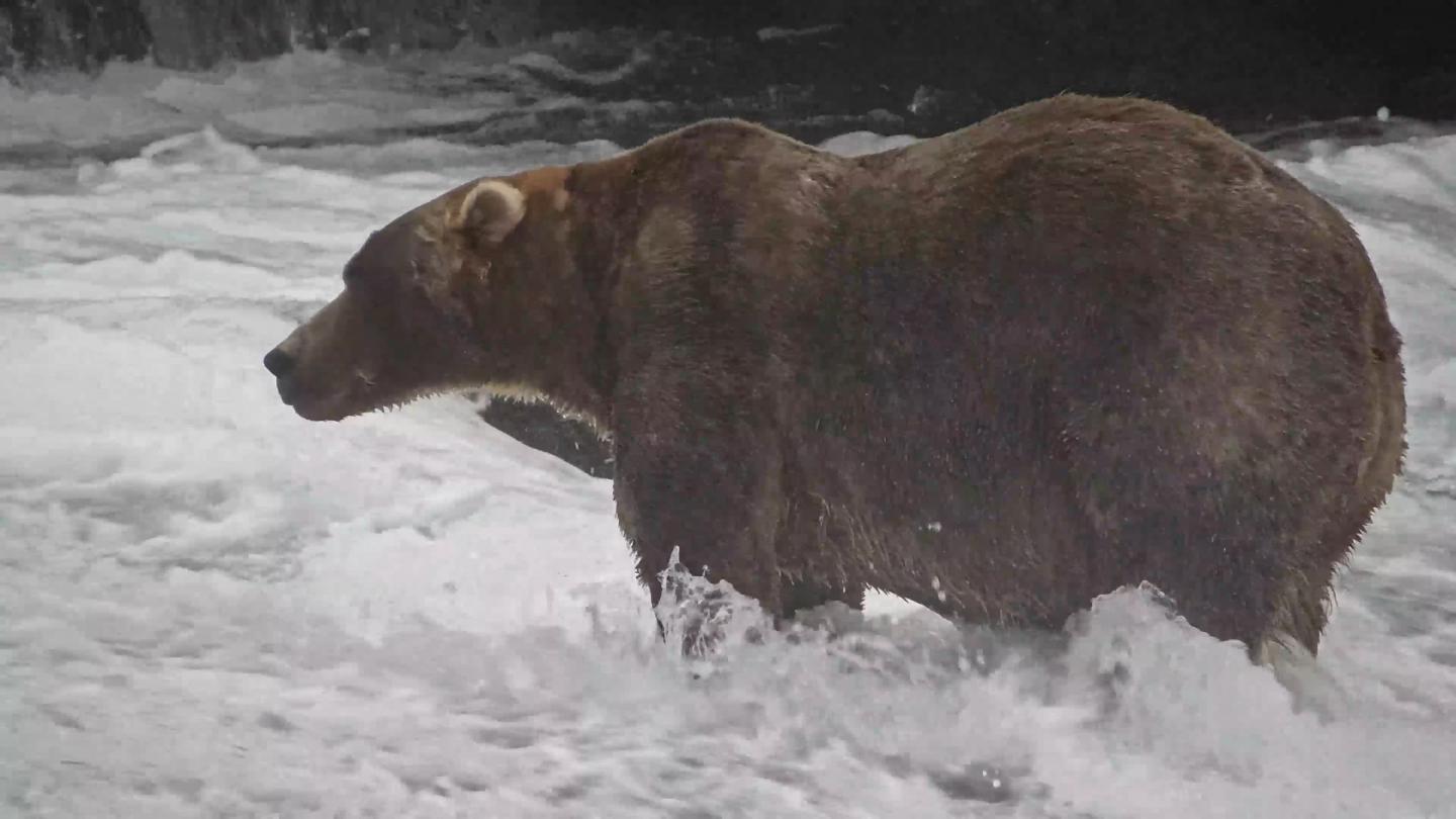 A fat brown bear, specifically bear 89 aka Backpack from Fat Bear Week, standing in a stream