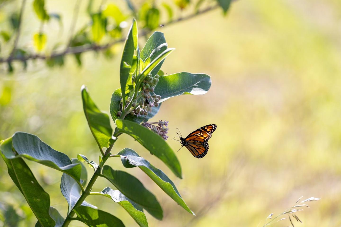 A butterfly landing on milkweed