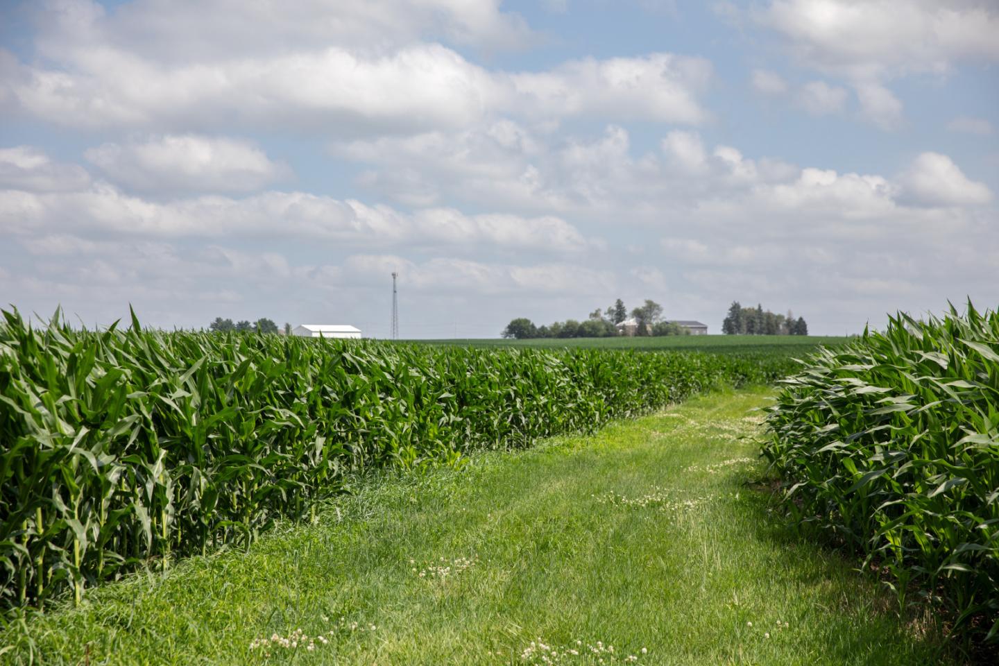 A rolling field of green with houses in the far background
