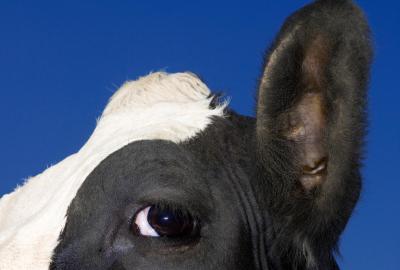 Closeup of a cow's head