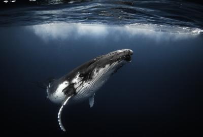 Humpback whale playfully swimming underwater in clear ocean