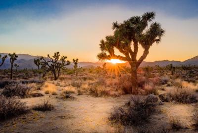  A Joshua tree in the desert as the sun rises behind it on the horizon