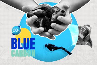 A pair of hands holding mussels in front of a blue orb with the words blue carbon in the corner