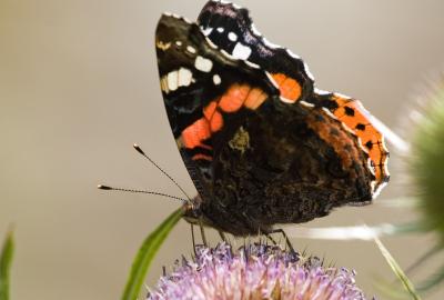 A red admiral butterfly sitting on a pink flower