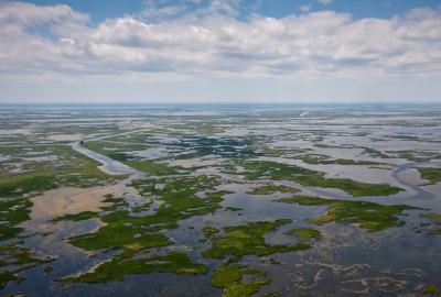 A sprawling shot of the Louisiana wetlands