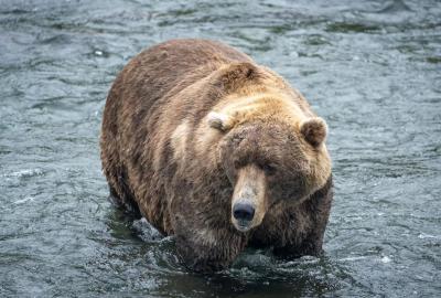 A very fat brown bear stands in a stream 