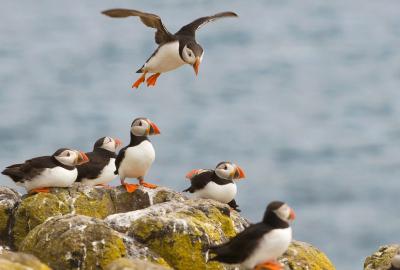 A bunch of adorable Atlantic puffins on a rock. Seriously, just the cutest birds.
