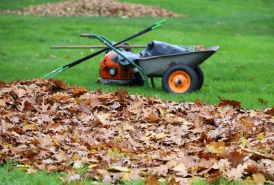 A pile of leaves on the grass with a wheelbarrow and rake in the background