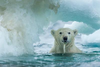 A polar bear with its head popped out of the water under an archway of ice