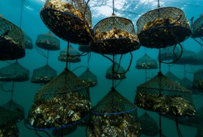 A hanging oyster farm in Japan