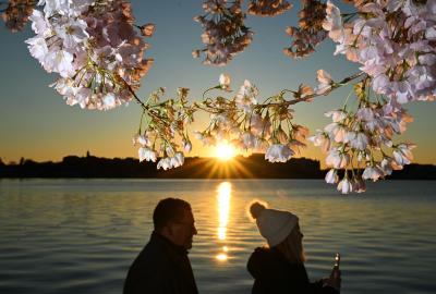 Two people walking under a cherry blossom tree at sunset