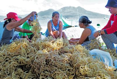 A group of women sorting seaweed