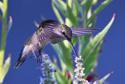 A hummingbird getting a sip from a flower