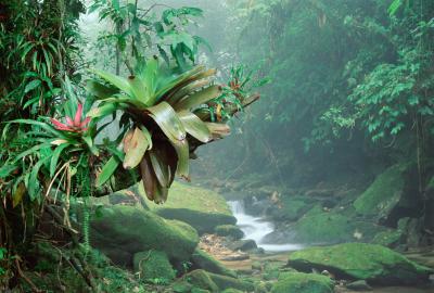 A close up of a flower in the Amazon