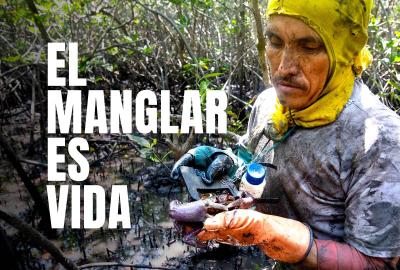 A crabber holding up a crab with the text "el manglar es vida" on the screen