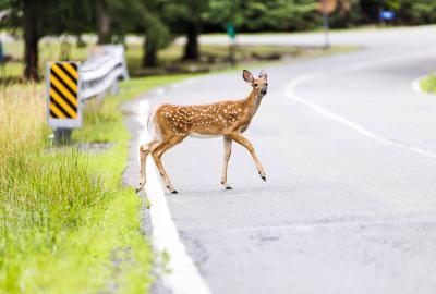 A brown deer with white spots crossing a road