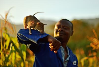 A man holding a giant rat (but like a cute rat not a gross one) on his arm