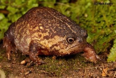 A Boston rain frog, which looks like a normal frog except has a huge frowny face. It's the perfect frog.