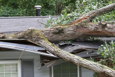 A tree that has fallen on the roof of a house