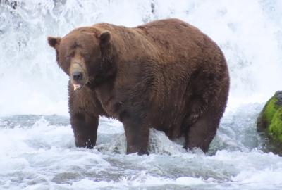 A fat bear named Chunk standing in front of a waterfall