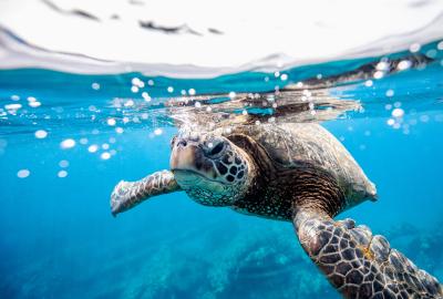 Sea turtle swimming near the surface of the ocean